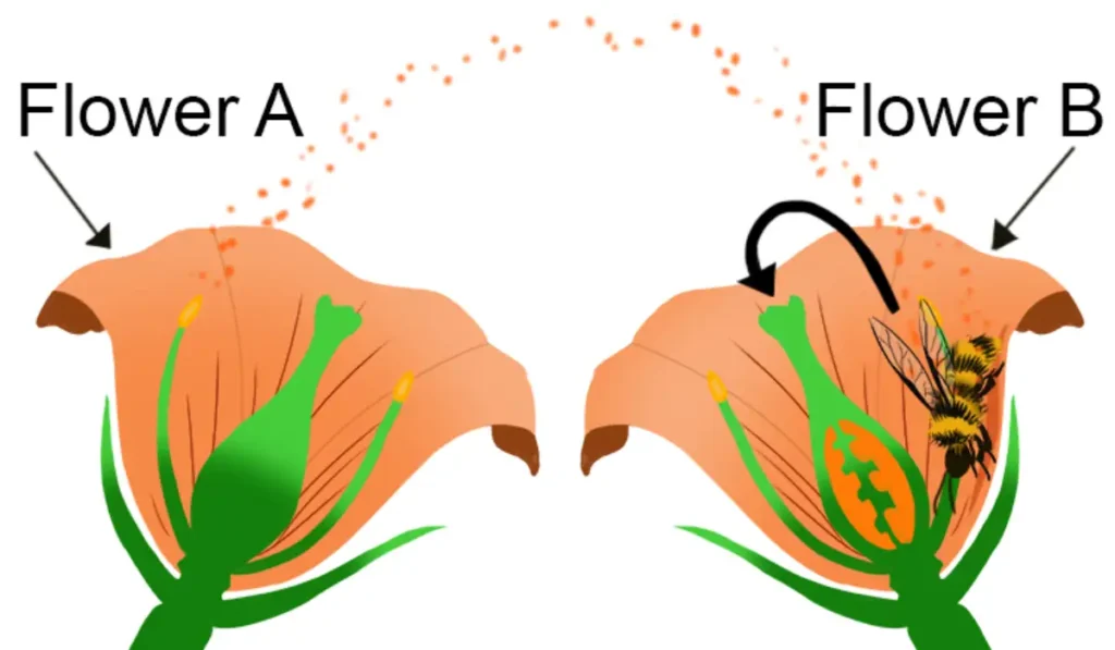 Fertilisation by wind